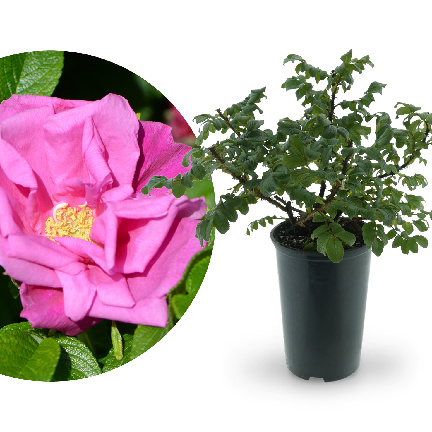 Kleinstrauchrose 'Moje Hammarberg' Violettrosa