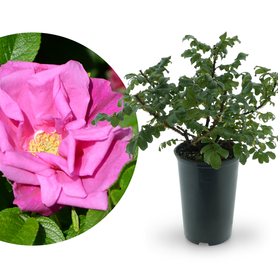 Kleinstrauchrose 'Moje Hammarberg' Violettrosa