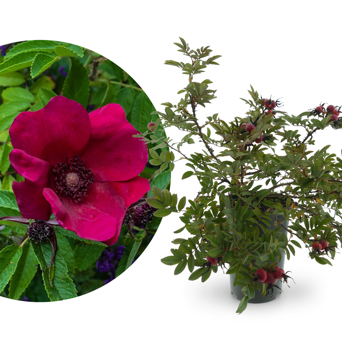 Kleinstrauchrose Strandperle® 'Norderney' Purpur