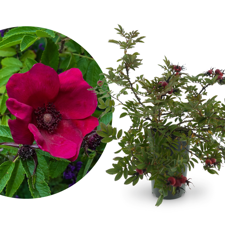 Kleinstrauchrose Strandperle® 'Norderney' Purpur