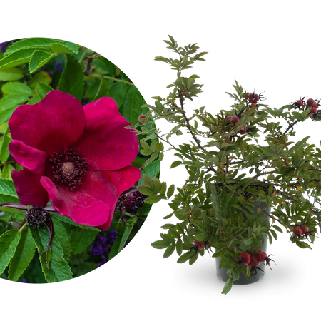 Kleinstrauchrose Strandperle 'Norderney' - Plantura Shop