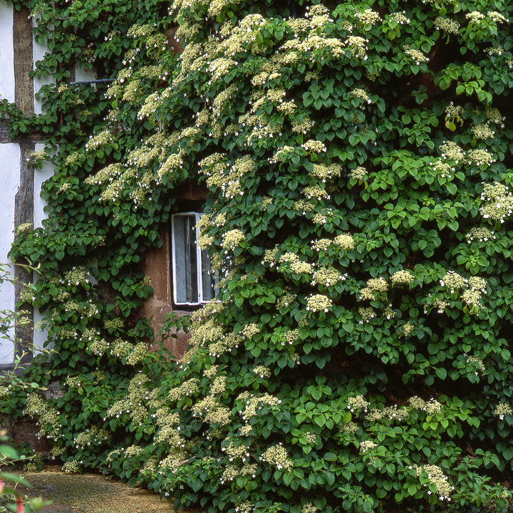 Kletterhortensie an Hausfassade