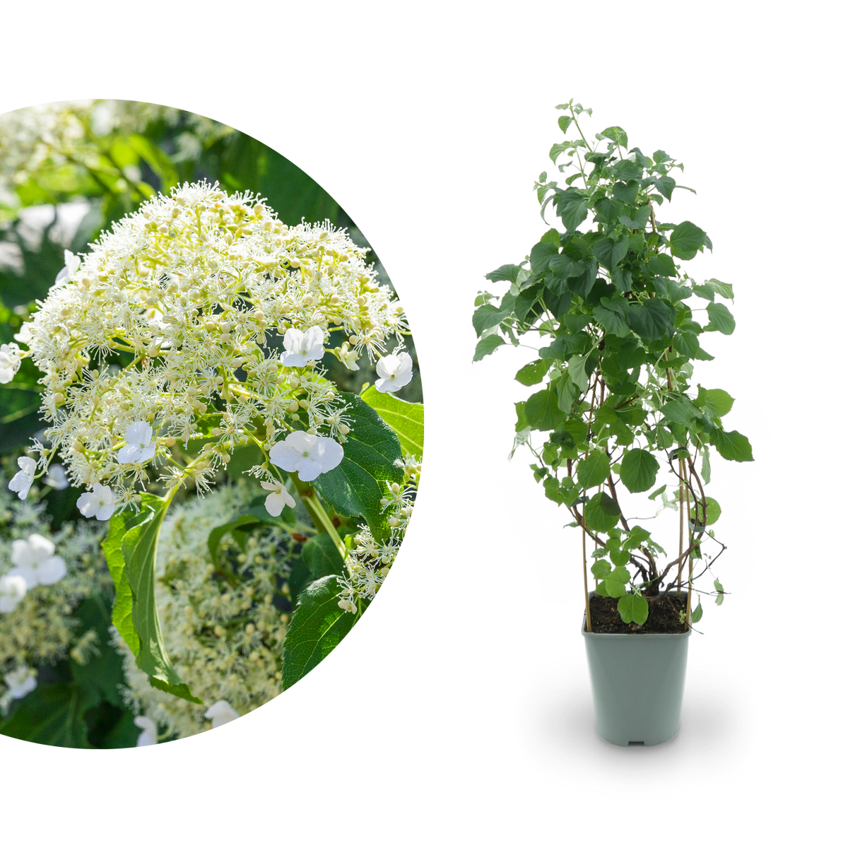 Kletterhortensie Weiß