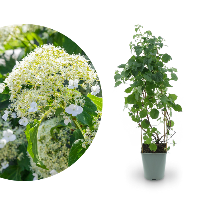 Kletterhortensie Weiß