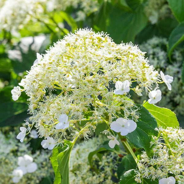 Weiße Blüte der Kletterhortensie