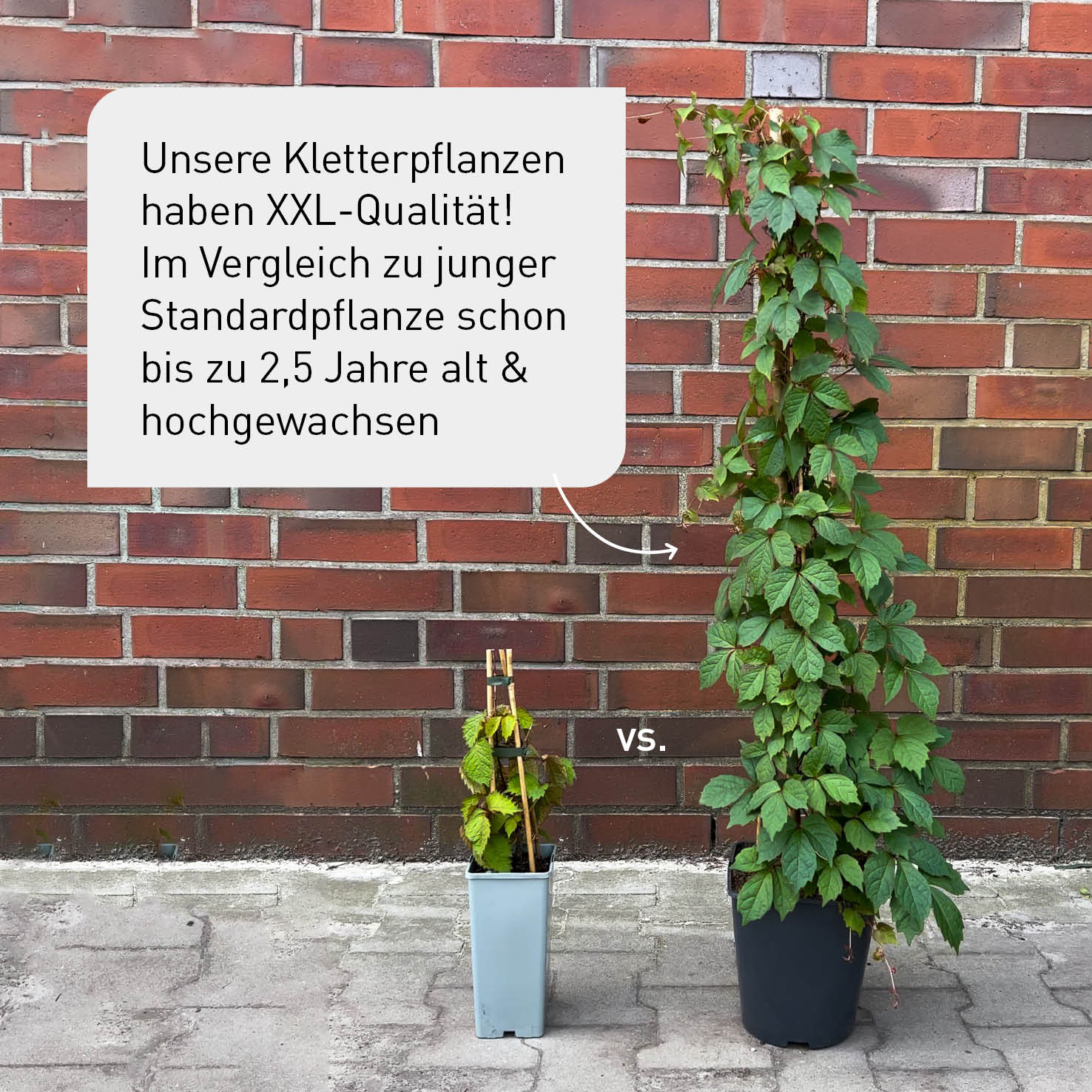 Plantura XXL-Kletterpflanze neben Standard-Kletterpflanze