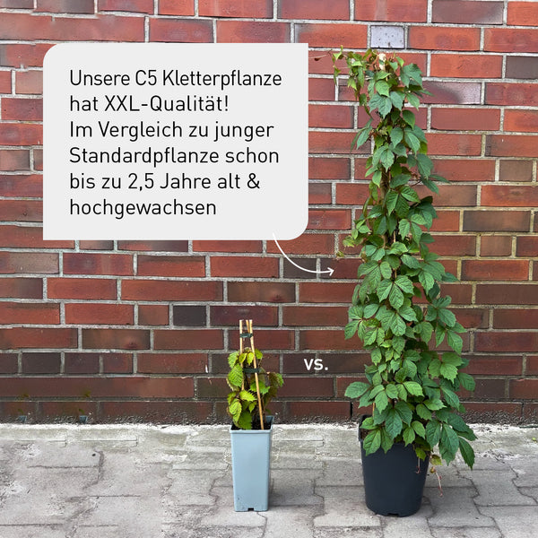 Plantura XXL-Kletterpflanze neben Standard-Kletterpflanze