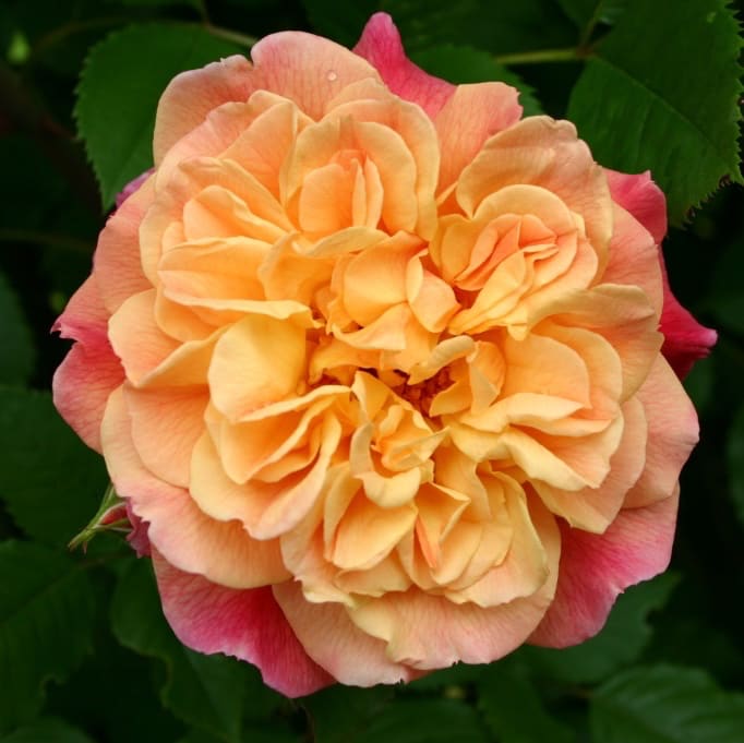 Kletterrose 'Aloha'® Apricot-Rosarot