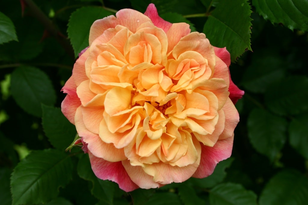 Kletterrose 'Aloha'® Apricot-Rosa