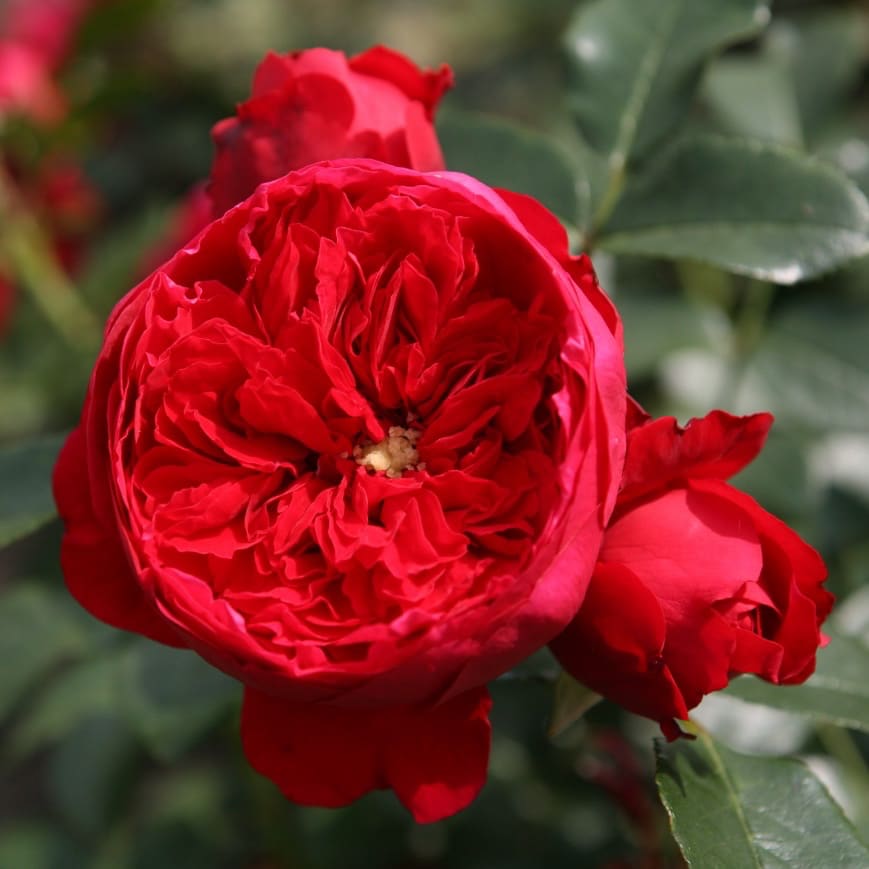 Kletterrose 'Florentina'® Rot