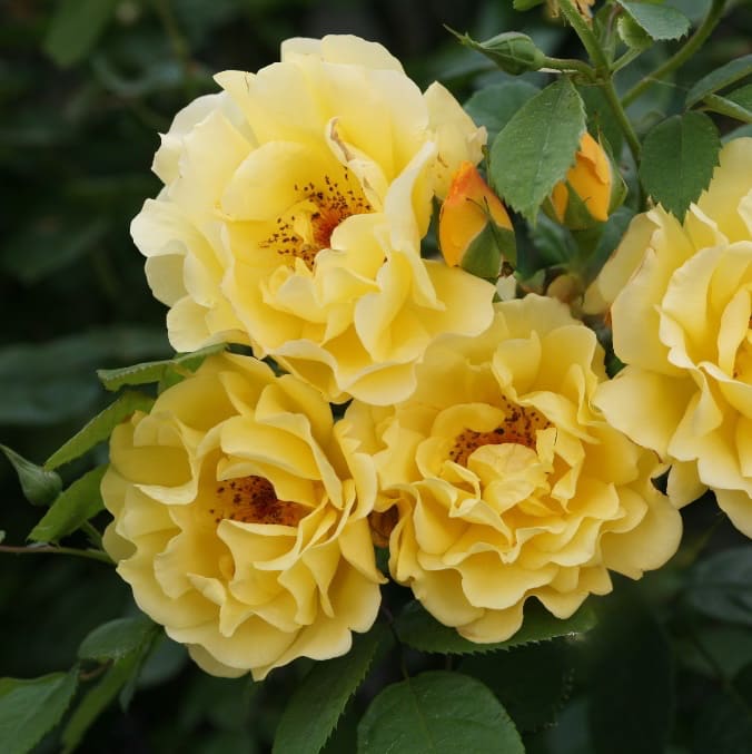 Kletterrose 'Golden Gate'® Goldgelb