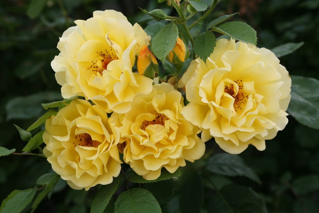 Kletterrose 'Golden Gate'® Goldgelb