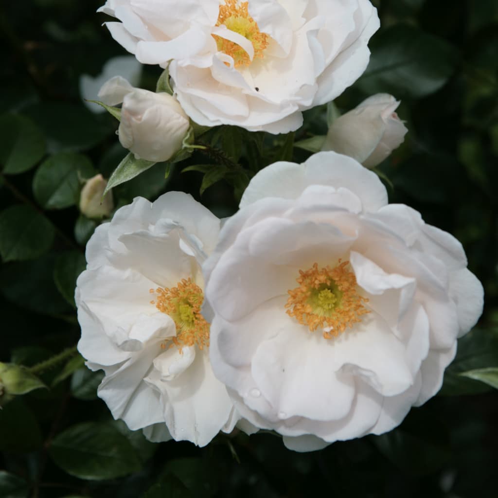 Kletterrose 'Hella' Weiß