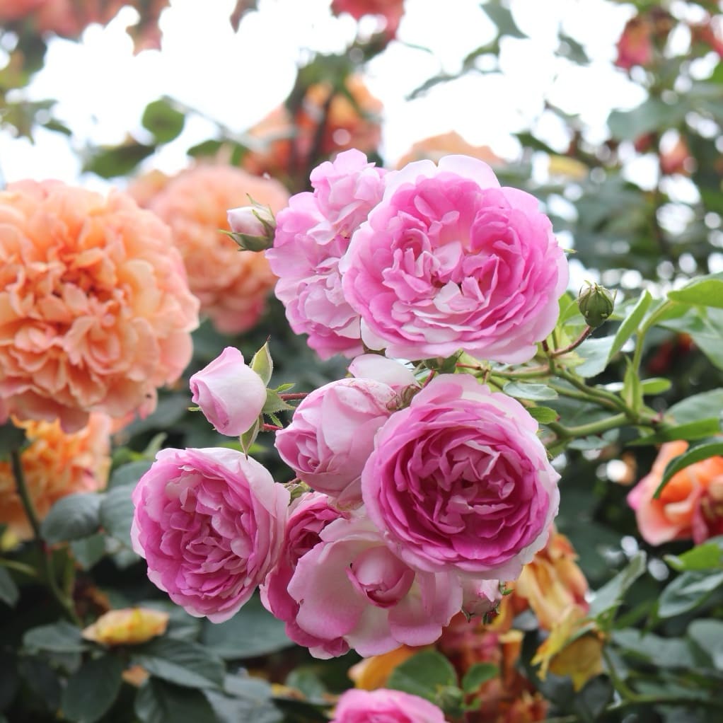Kletterrose 'Jasmina'® Violett-Rosa