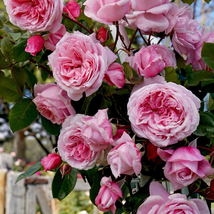 Kletterrose 'Kiss me Kate'® Rosa