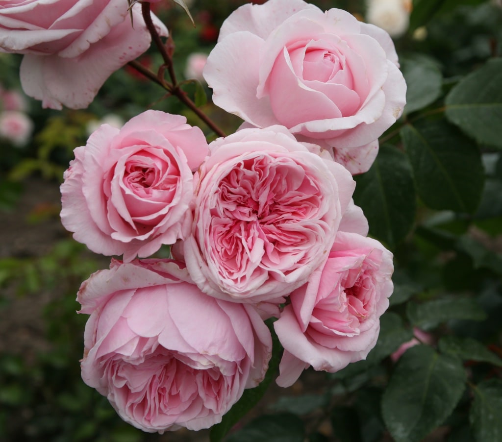 Kletterrose 'Kiss me Kate'® Rosa