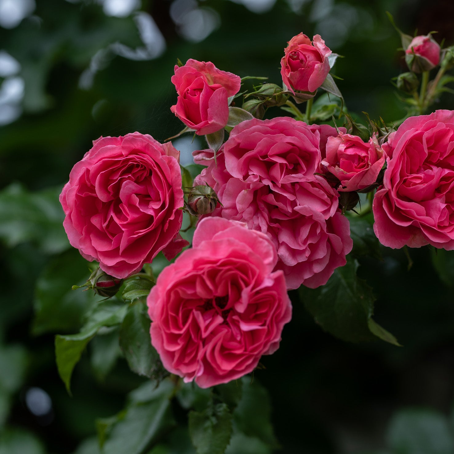 Blühende Kletterrose 'Laguna'®