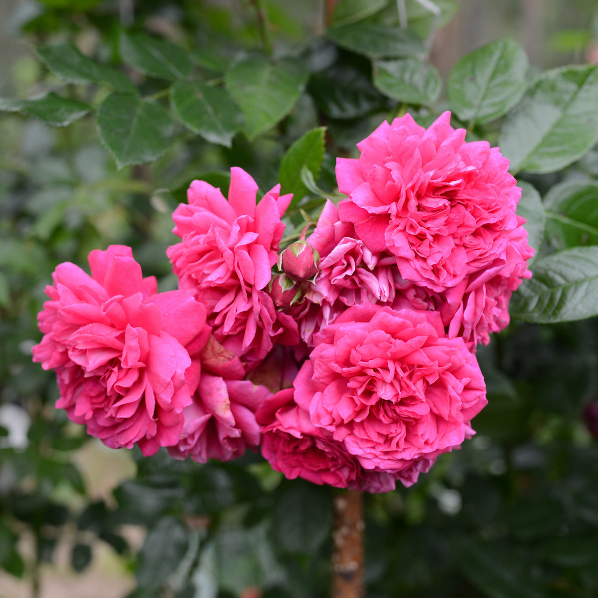 Kletterrose 'Laguna'® in Blüte