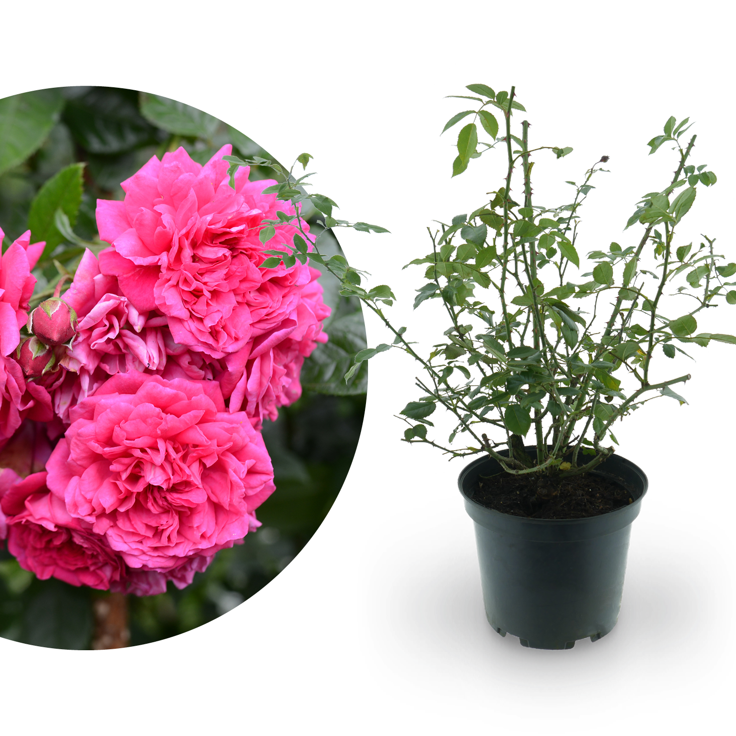 Kletterrose 'Laguna'® Pink