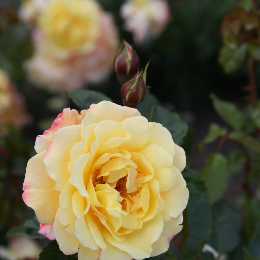 Kletterrose 'Moonlight'® Zitronengelb