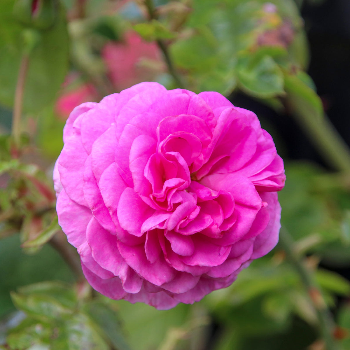 Zartrosa blühende Kletterrose 'Ozeana'® Zartrosa