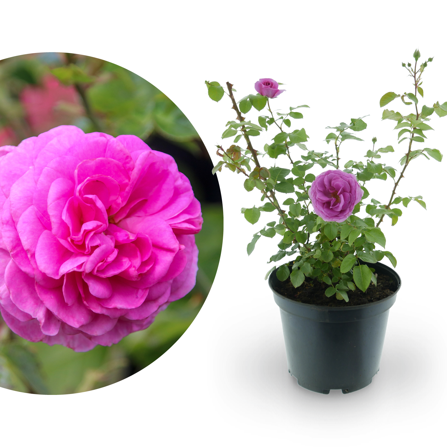 Kletterrose 'Ozeana'® Zartrosa