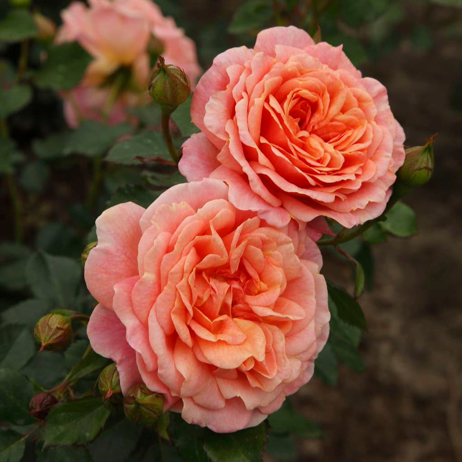 Kletterrose 'Peach Melba'® Apricot-Rosa