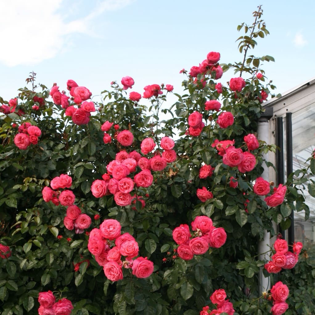 Kletterrose 'Rosanna'® Lachrosa