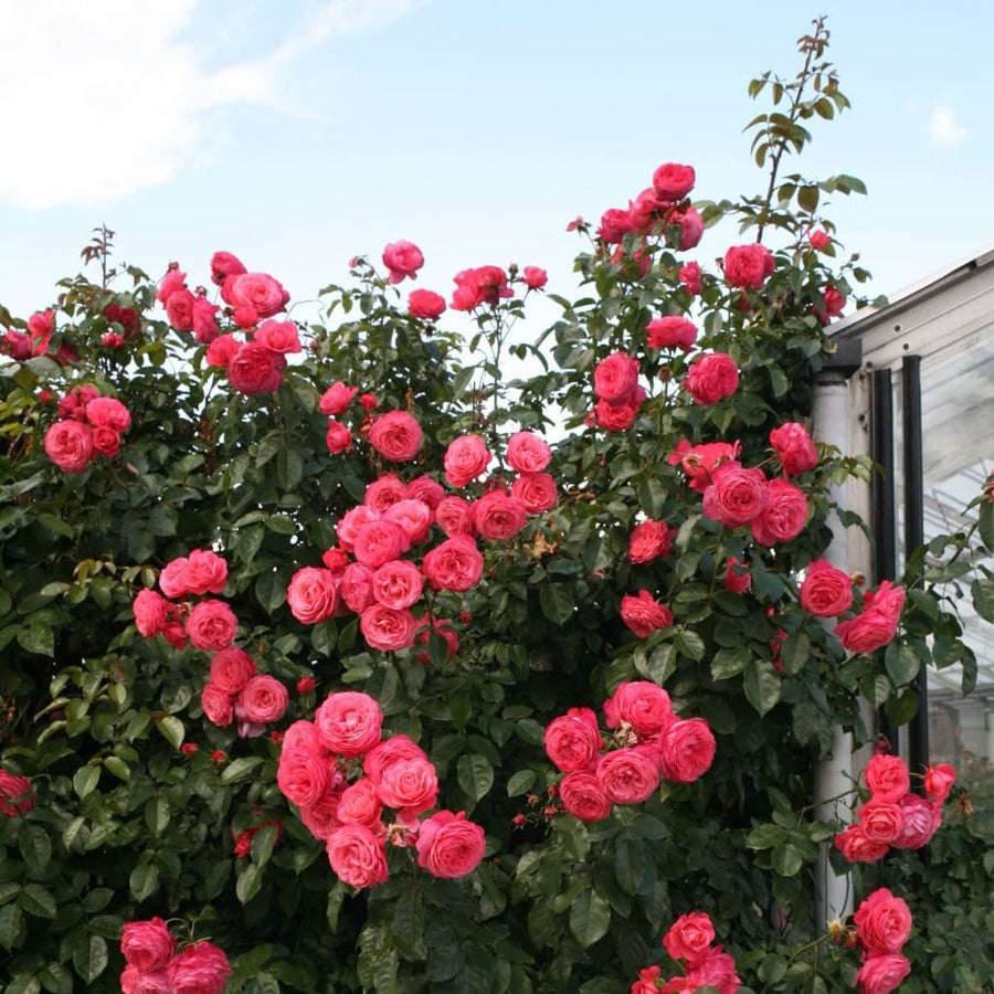 Kletterrose 'Rosanna'® Lachrosa