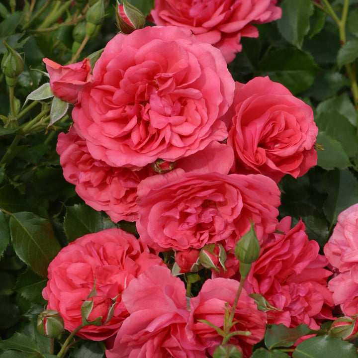 Kletterrose 'Rosarium Uetersen'® mit tiefrosa Blüten