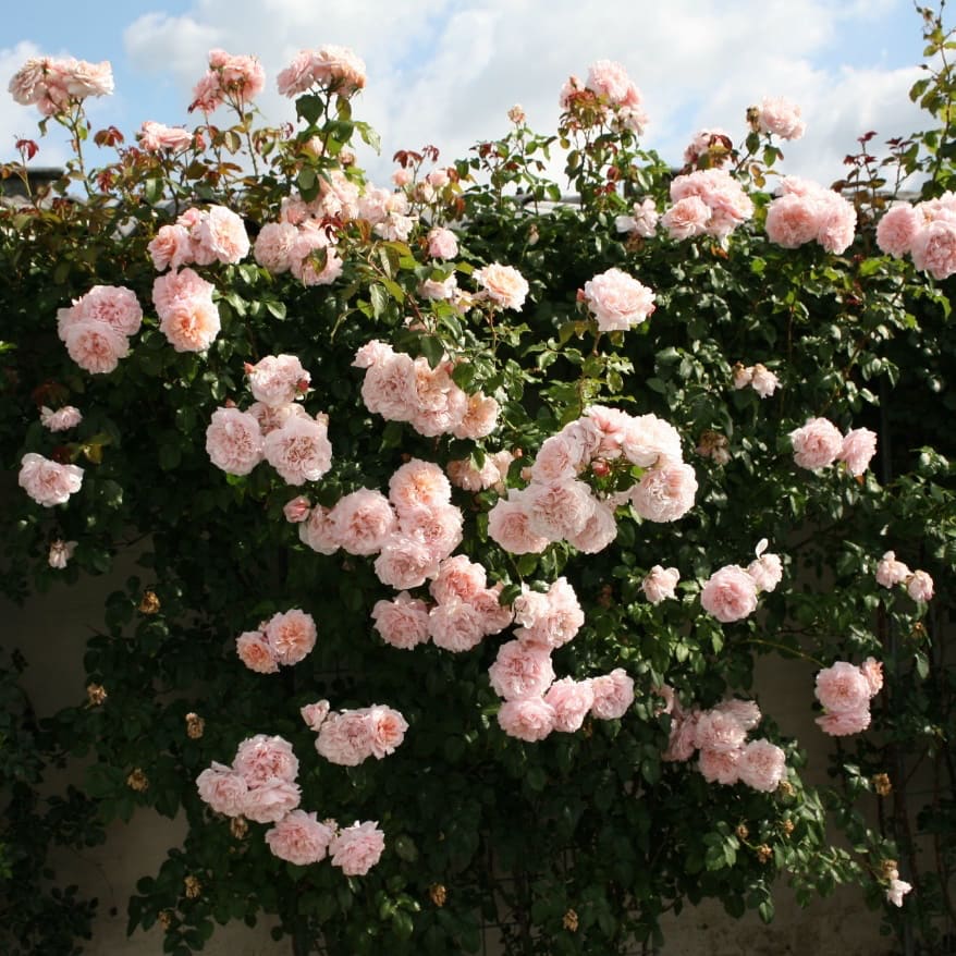 Kletterrose 'Rose de Tolbiac'® Rosa-Apricot