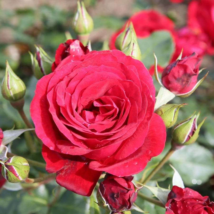 Kletterrose 'Royal Red'® Samtrot