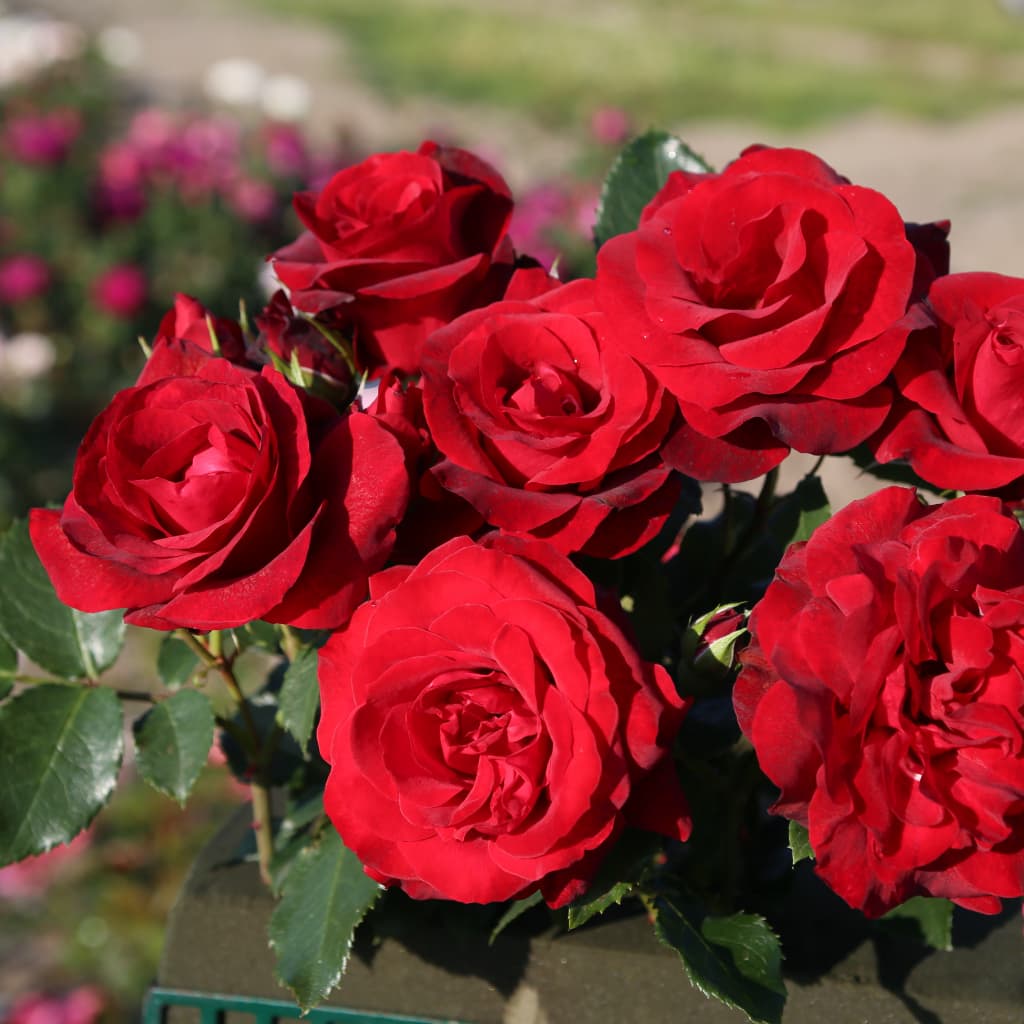 Kletterrose 'Royal Red'® Samtrot