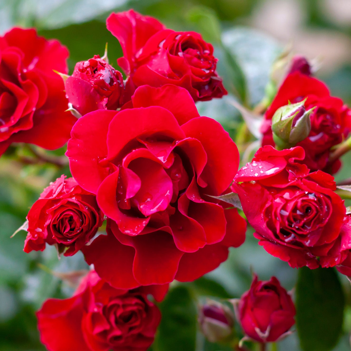 Blühende Kletterrose 'Santana'®
