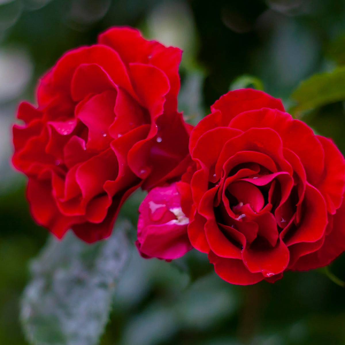 Kletterrose 'Santana'® mit feuerroten Blüten