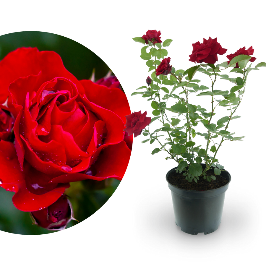 Kletterrose 'Santana'® Feuerrot