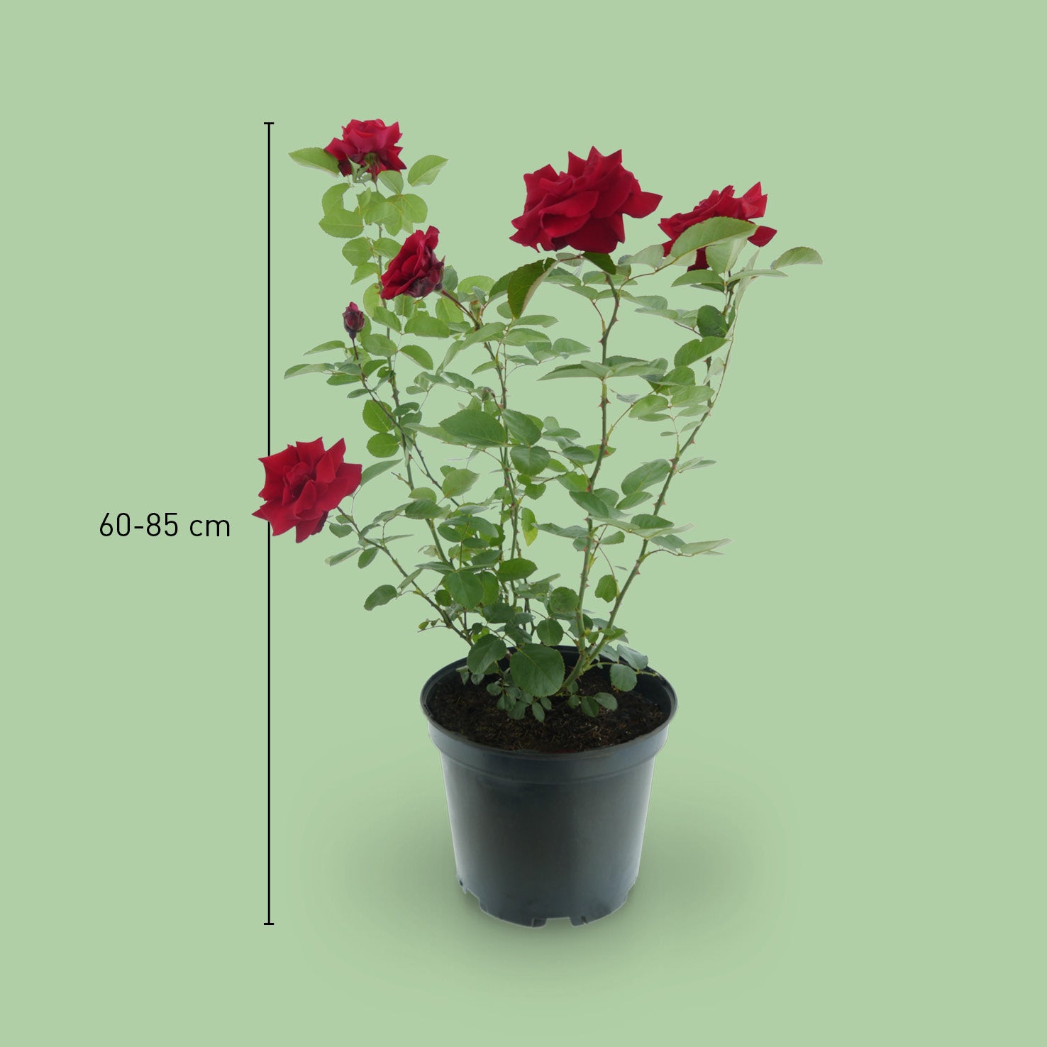 Größe der Kletterrose 'Santana'®