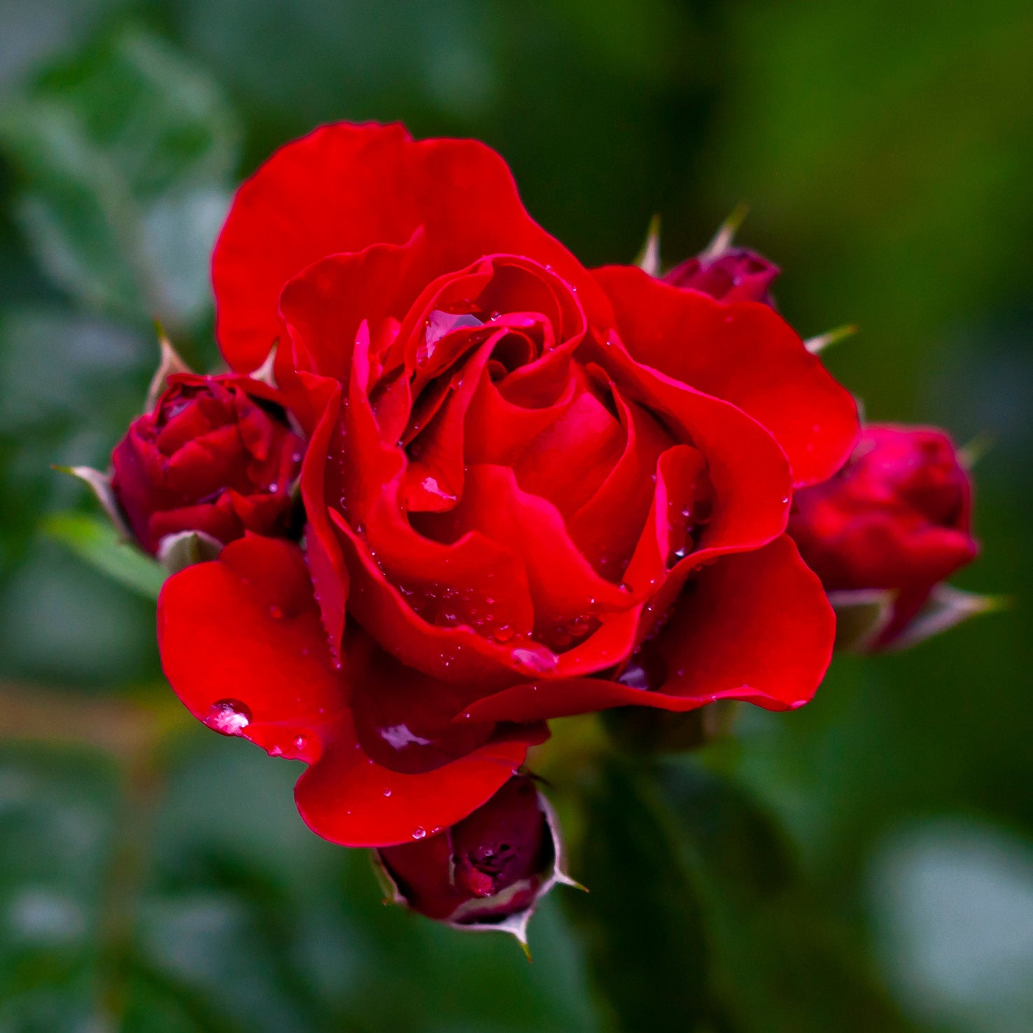 Kletterrose 'Santana'® in Blüte