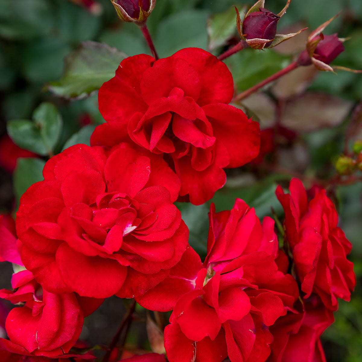 Kletterrose 'Santana'® als Strauch
