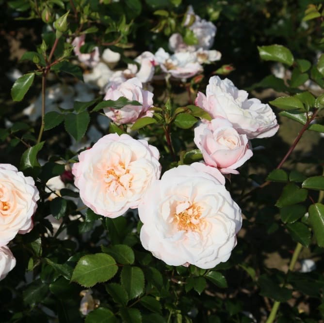 Kletterrose 'Zelmanis Dream' Cremerosa