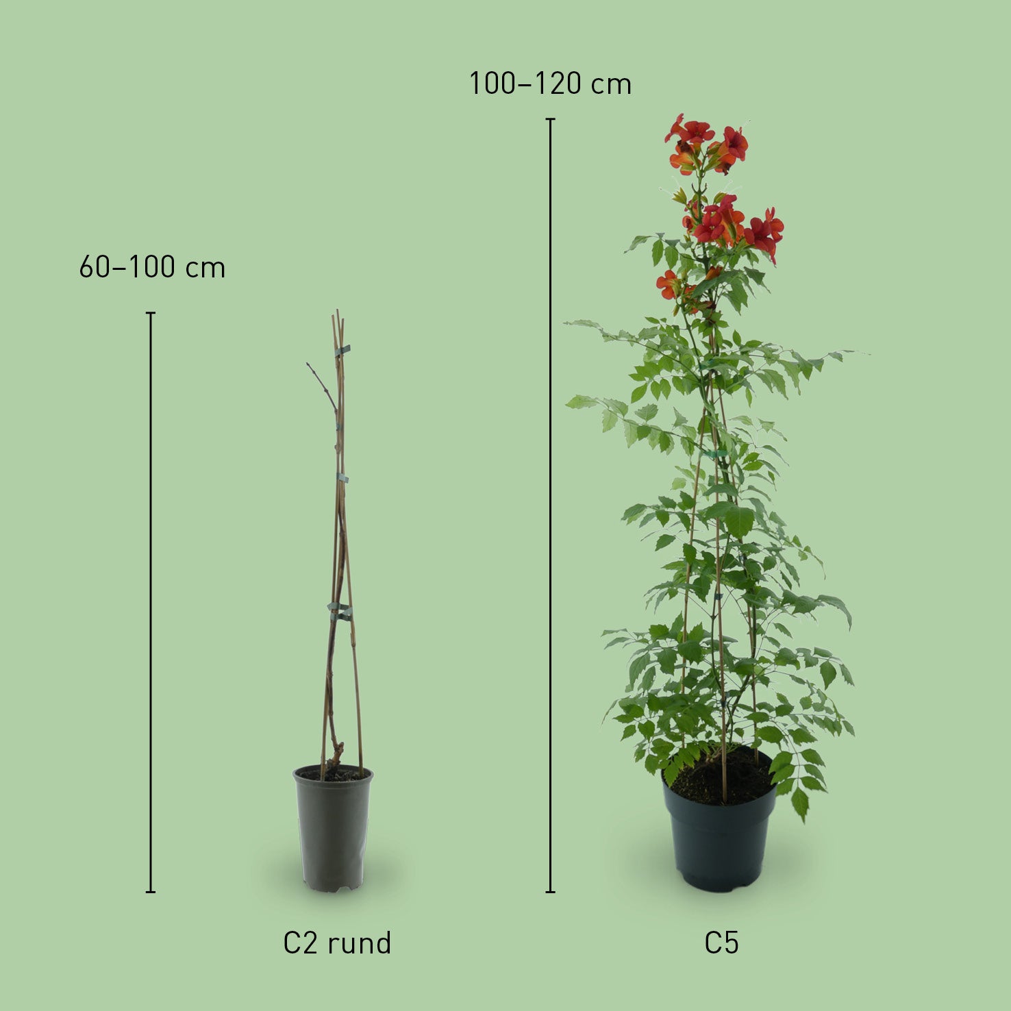 Größe der Klettertrompete 'Fire Trumpet'®