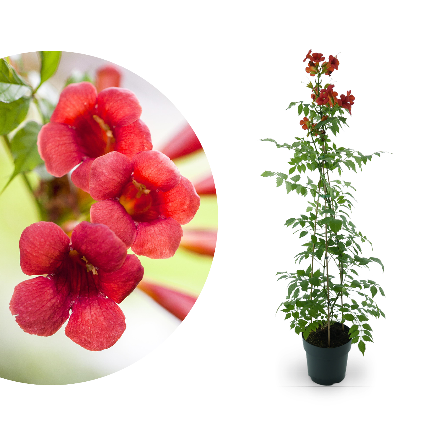Klettertrompete 'Fire Trumpet'® Rot
