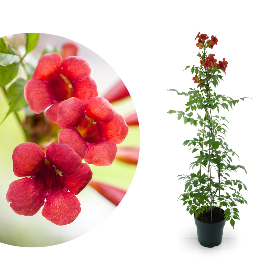 Klettertrompete 'Fire Trumpet'® Rot
