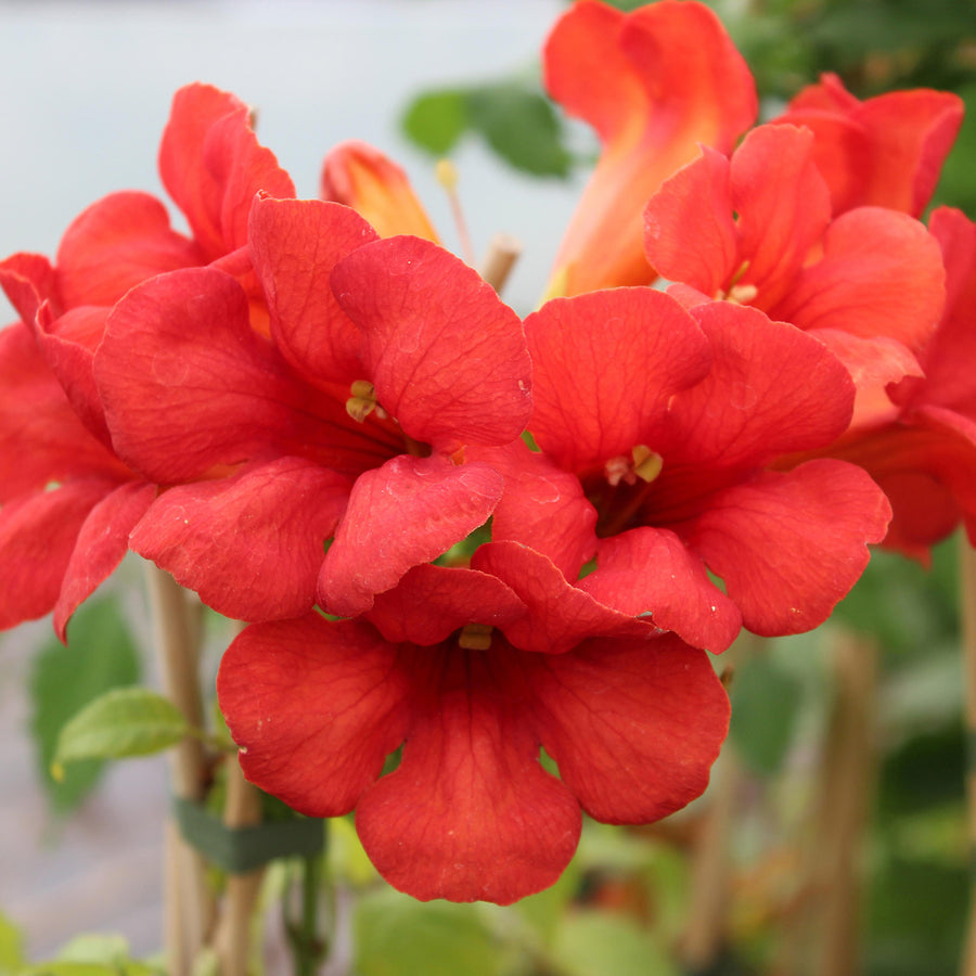 Klettertrompete 'Flamenco'