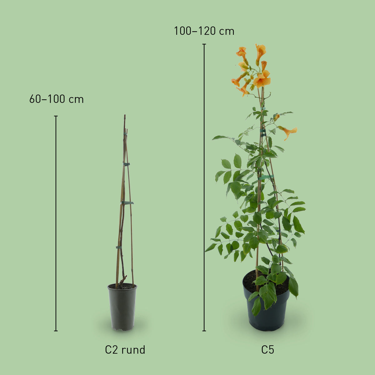 Größe der Klettertrompete 'Golden Trumpet'®