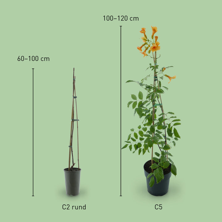 Größe der Klettertrompete 'Golden Trumpet'®