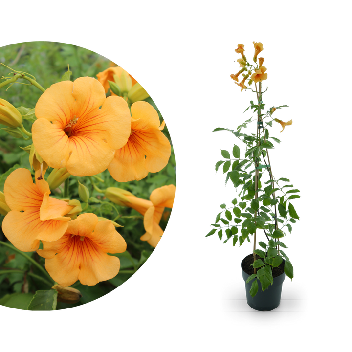 Klettertrompete 'Golden Trumpet'® Gelb-Orange