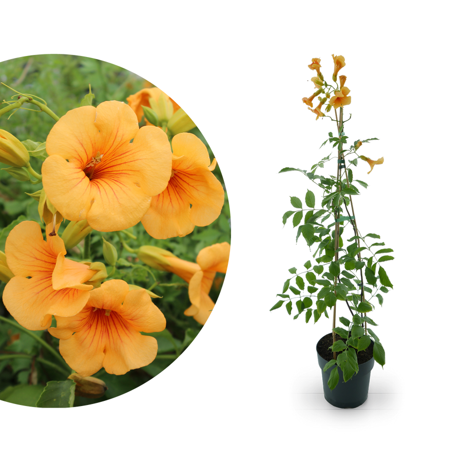 Klettertrompete 'Golden Trumpet'® Gelb-Orange