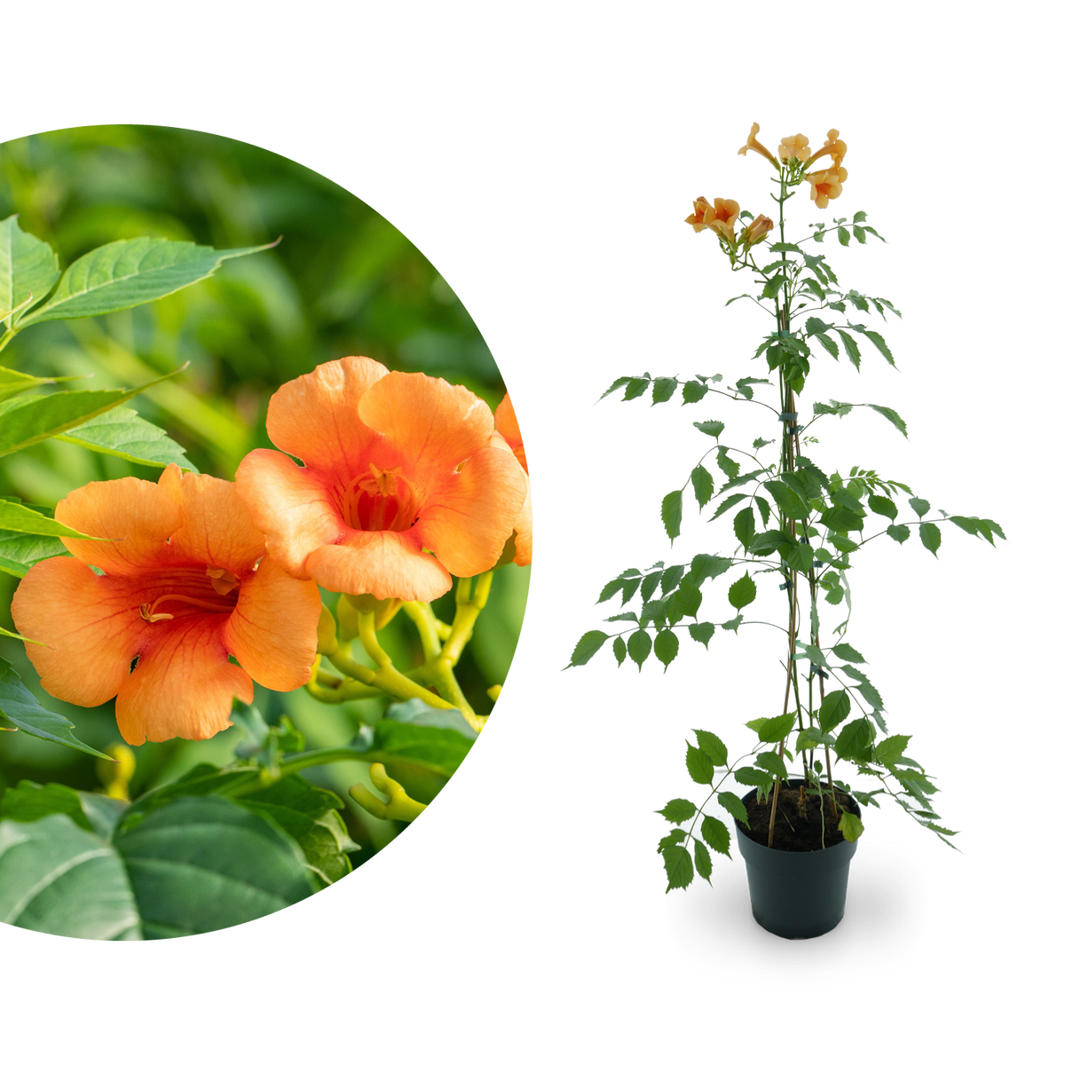 Klettertrompete 'Indian Summer'® Orange-Rot