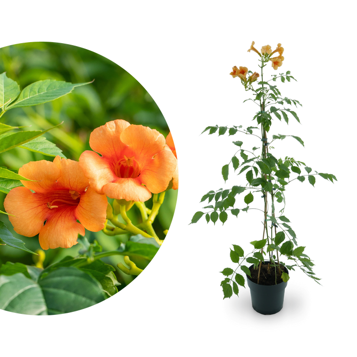 Klettertrompete 'Indian Summer'® Orange-Rot